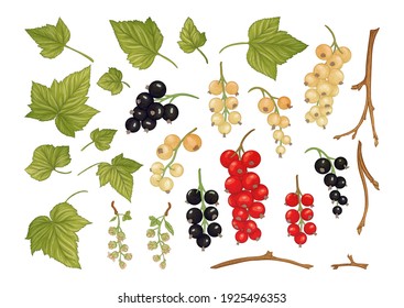 Black currant, Red currant. Ripe berries on branch. Clip art, set of elements for design. Graphic drawing, engraving style. Vector illustration. 