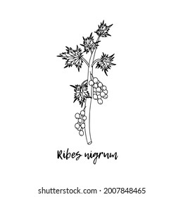 Black currant (Ribes nigrum), a medicinal plant. Ayurvedic herbs, medicines. Ayurveda. Natural herbs. The style of doodles. Medicines for health from plants. Vector botanical illustration.
