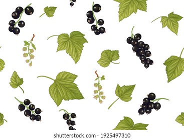 Black currant. Ripe berries. Seamless pattern, background. Vector illustration. In botanical style Isolated on white background