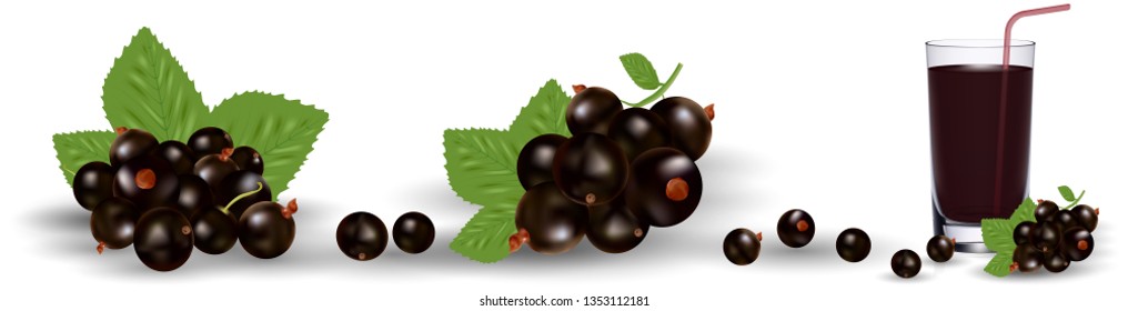 Black currant set. Realistic 3d vector illustration, eps 10