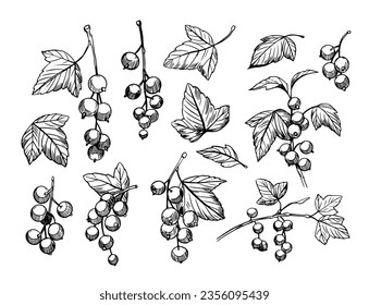 Corriente negra. esbozar ilustraciones. Conjunto de objetos vectoriales aislados en un fondo transparente. Elementos florales para el diseño. 