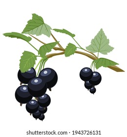 Black currant is a source of vitamin C. Vegetarian and healthy food. Vector on a white background