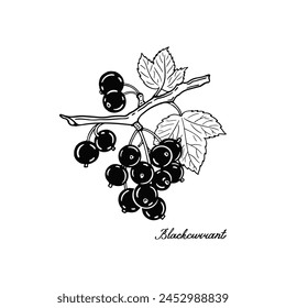 Black currant. Three blck and white berries. Hand-drawn flat image. Vector illustration on a white background.