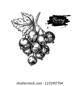 Black currant vector drawing. Isolated berry branch sketch on white background.  Summer fruit engraved style illustration. Detailed hand drawn vegetarian food. Great for label, poster, print