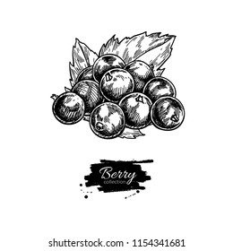 Black currant vector drawing. Isolated berry branch sketch on white background.  Summer fruit engraved style illustration. Detailed hand drawn vegetarian food. Great for label, poster, print