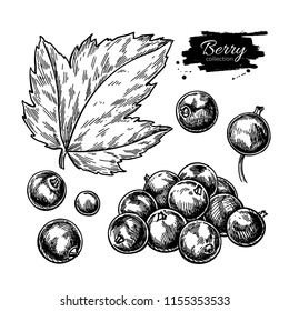 Black currant vector drawing. Isolated berry branch sketch on white background.  Summer fruit engraved style illustration. Detailed hand drawn vegetarian food. Great for label, poster, print