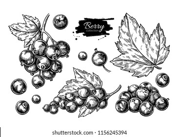 Black currant vector drawing. Isolated berry branch sketch on white background.  Summer fruit engraved style illustration. Detailed hand drawn vegetarian food. Great for label, poster, print