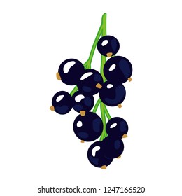 Black Currant Vector Illustration