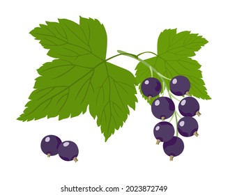 Black currant. Vector illustration of sprig, leaves and berries of black currant isolated on white background.