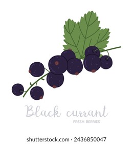 Black currants berries branch. Ripe black currant berry on twig, garden or forest blackcurrants with caption flat vector illustration. Hand drawn black currants on white