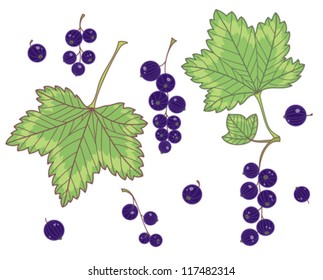 Black currants isolated on white. Vector set.