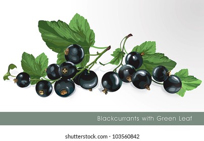 Black currants with leaves on white background.