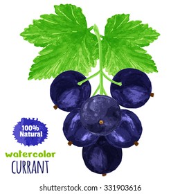 Black currants on white background. Watercolor vector illustration for decorative poster or emblem natural product. Concept for farmers market, packaging design of cosmetics, food. Global color used.