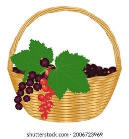 Las grosellas negras y las grosellas rojas en una canasta de mimbre están aisladas sobre fondo blanco.  Ilustración vectorial. 