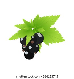 Black currants. Vector  illustration.