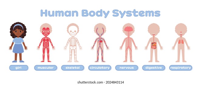 Black Cute Afro Girl and the Human Body System. Muscular, Skeletal, Nervous, Digestive, Circulatory, Respiratory. Flat Color Cartoon Style. White background. Design for kids medical education. Vector