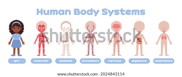 23,274 Anatomy Of A Young Girl Images, Stock Photos & Vectors ...