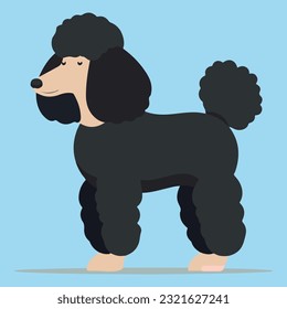 Black and cute standing poodle dog vector illustration.