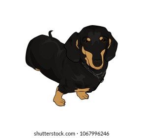 Black dachshund with brown spots, with a silver chain around his neck and a ring on it.