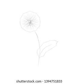 black dandelion on white background