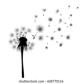 black dandelion on white background. Flying spores. Concept of wishing, tenderness and summer time.