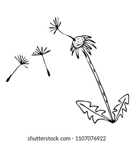Black dandelion-drawing sketch on a white background.