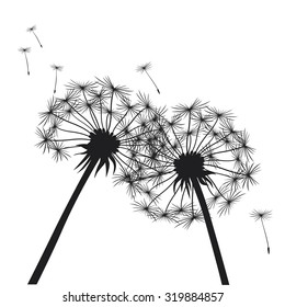 Black dandelions