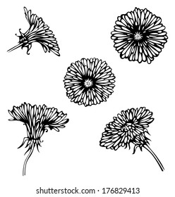 Black dandelions isolated on white background. Design elements. Vector scetch. 
