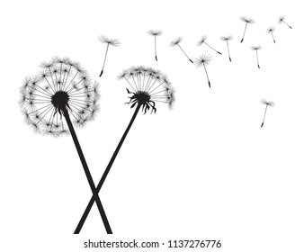 Black Dandelions on white background. Vector Illustration.