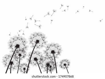 black dandelions on white background