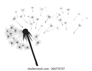 Black dandelions on a white background. EPS vector image. Plant motif, flower and seeds. Decorative graphics for printing. Romantic vision of the end of summer. Flight into the unknown.