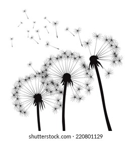 Black dandelions on a white background. EPS vector image. Plant motif, flower and seeds. Decorative graphics for printing. Romantic vision of the end of summer. Flight into the unknown.