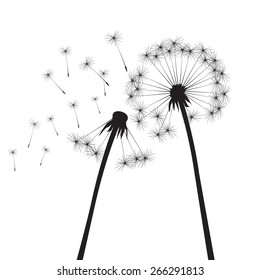Black dandelions on a white background. EPS vector image. Plant motif, flower and seeds. Decorative graphics for printing. Romantic vision of the end of summer. Flight into the unknown.
