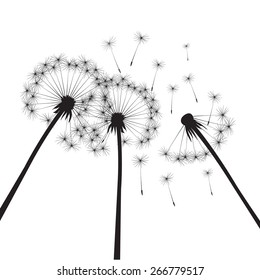 Black dandelions on a white background. EPS vector image. Plant motif, flower and seeds. Decorative graphics for printing. Romantic vision of the end of summer. Flight into the unknown.