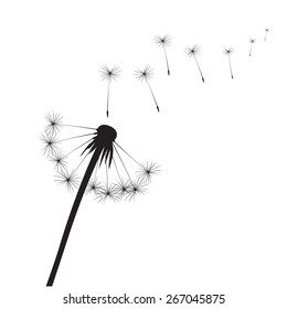 Black dandelions on a white background. EPS vector image. Plant motif, flower and seeds. Decorative graphics for printing. Romantic vision of the end of summer. Flight into the unknown.