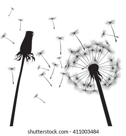 Black dandelions on a white background. EPS vector image. Plant motif, flower and seeds. Decorative graphics for printing. Romantic vision of the end of summer. Flight into the unknown.