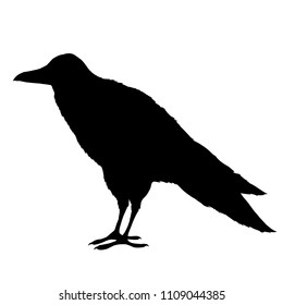 Black detailed hand drawn  silhouette of raven bird isolated at white background.