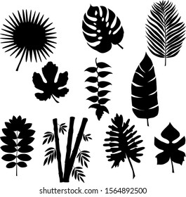 black different  leaves of exotic plants set