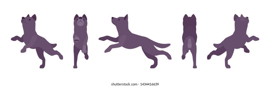 Black dog jumping. Medium size compact pet, family companion for active fun, home guarding, farm security, cute agile breed. Vector flat style cartoon illustration, white background, different views