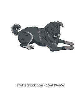 A black dog lying on a white background with bright eyes