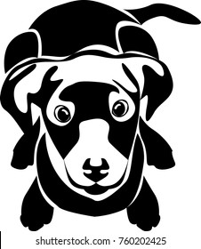 Black dog on the white background