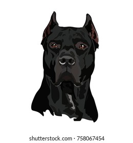 Black dog pit bull vector
