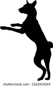 Black dog silhouette. Jumping basenji puppy. African bush dog or congo dog. Pet animals. Isolated on a white background. Vector illustration.