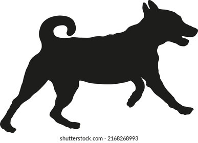 Black dog silhouette. Running appenzeller sennenhund puppy. Appenzeller cattle dog or appenzeller mountain dog. Pet animals. Isolated on a white background. Vector illustration.