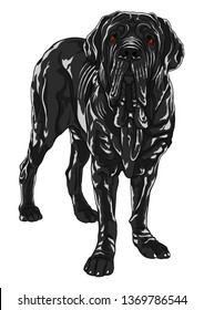 black dog standing