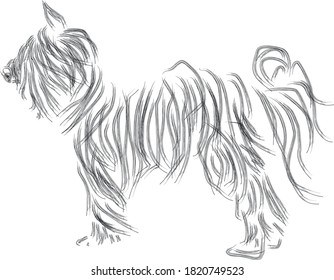 Black dog, Yorkshire terrier.Vector illustration, drawn by hand