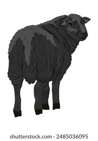 A black domestic sheep. Realistic animal vector