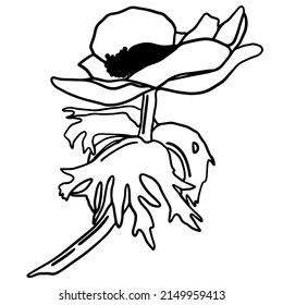 Doodle negro de una anémona. Ilustración de flores primaverales dibujadas a mano.
