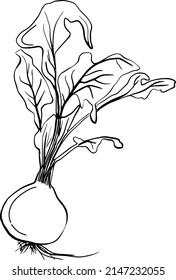 Black doodle beet. Hand drawn garden plants illustration.