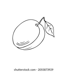 Black doodle plum. Sweet fruit grown in orchard. Farm harvest of ripe damson. Hand drawn garden illustration for healthy food, vegan yummy icon. Vector outline berry canned. Summer clipart cherry plum